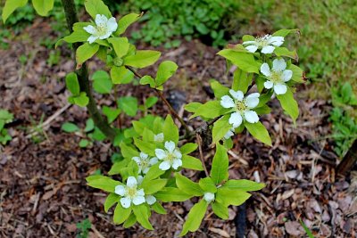 Mespilus germanica - mišpule německá - květy a listy